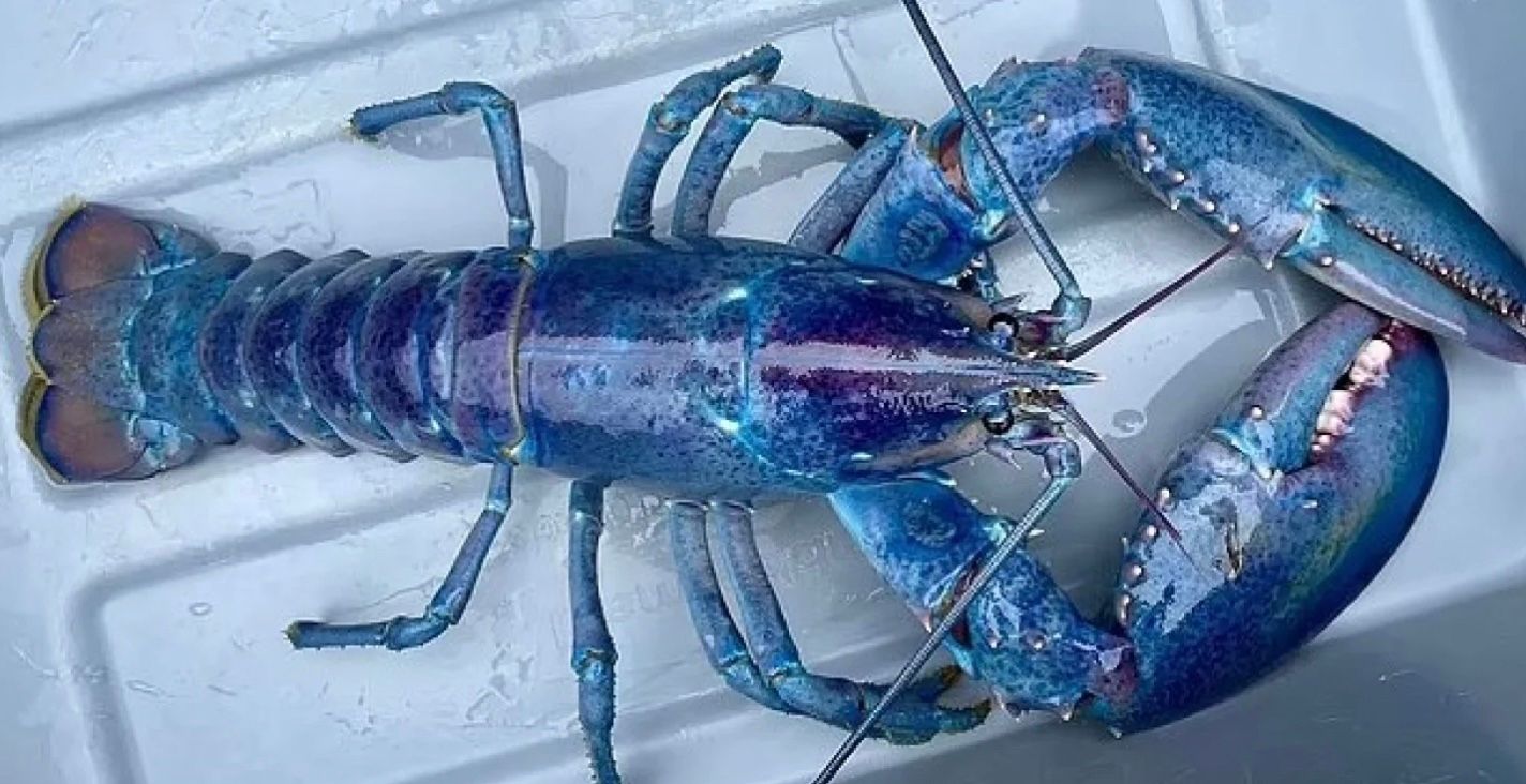 Очень редкого лобстера выловили у берегов Британии очень редкого лобстера Очень редкого лобстера выловили у берегов Британии очень редкого лобстера