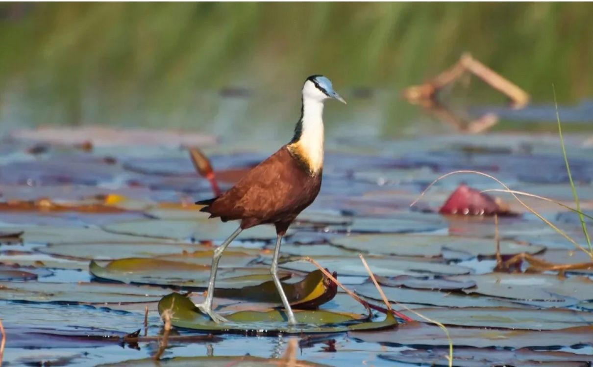 На Земле есть птица, способная ходить по воде На Земле есть птица, способная ходить по воде