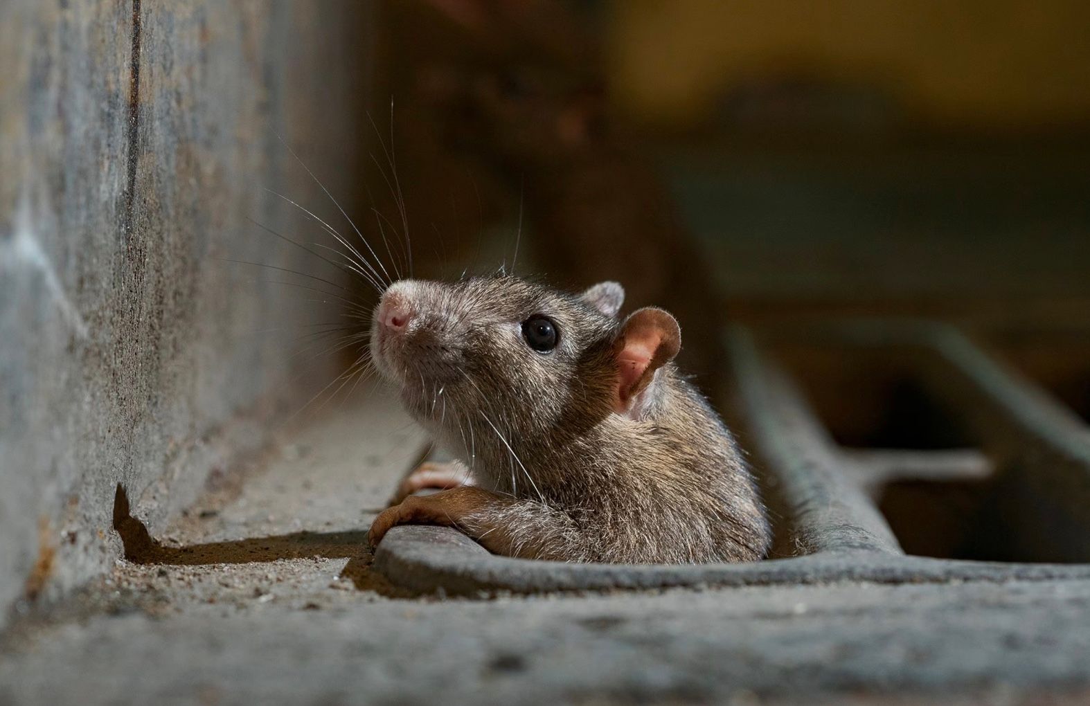 Крупнейший аэропорт Германии частично обесточил мышонок Крупнейший аэропорт Германии частично обесточил мышонок