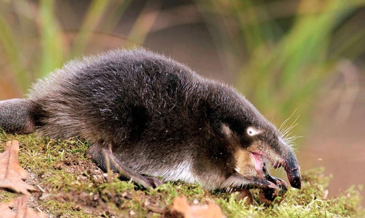 Выхухоль Выхухоль