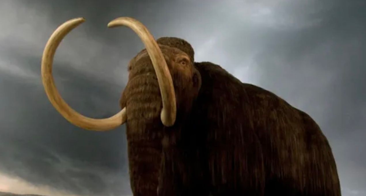 У Запоріжжі знайшли рештки мамонта У Запоріжжі знайшли рештки мамонта