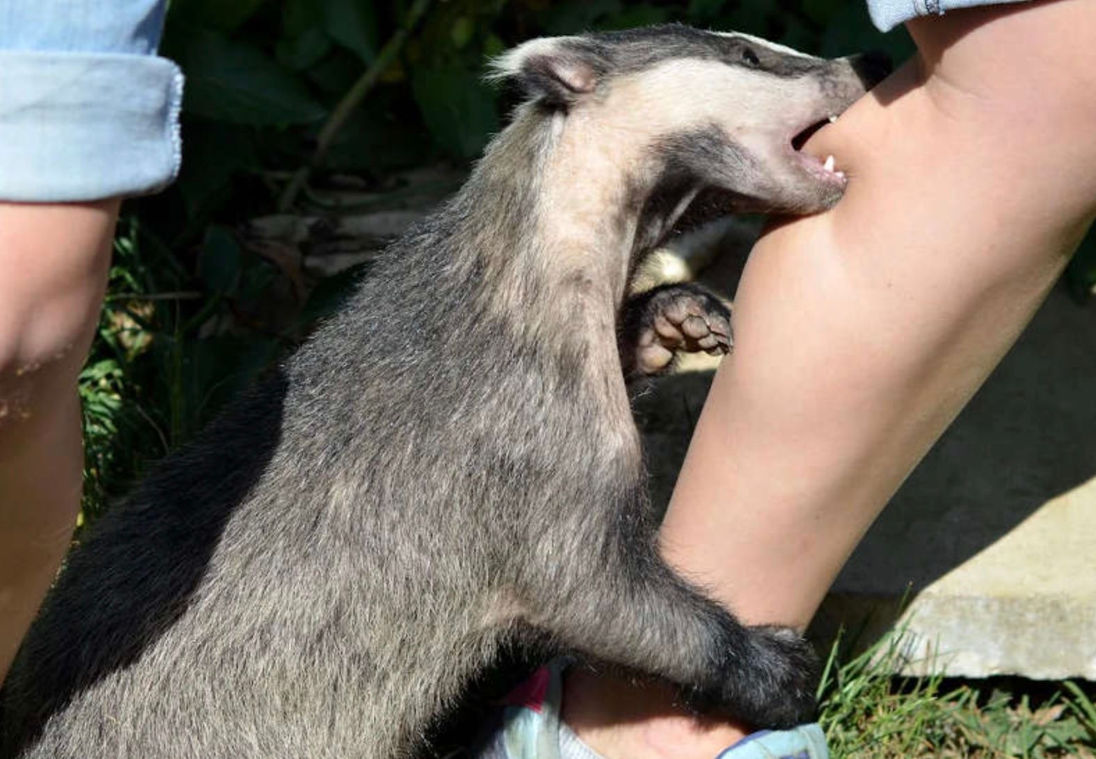 Собака загнала во двор бешеного барсука, который покусал двух харьковчан Собака загнала во двор бешеного барсука, который покусал двух харьковчан