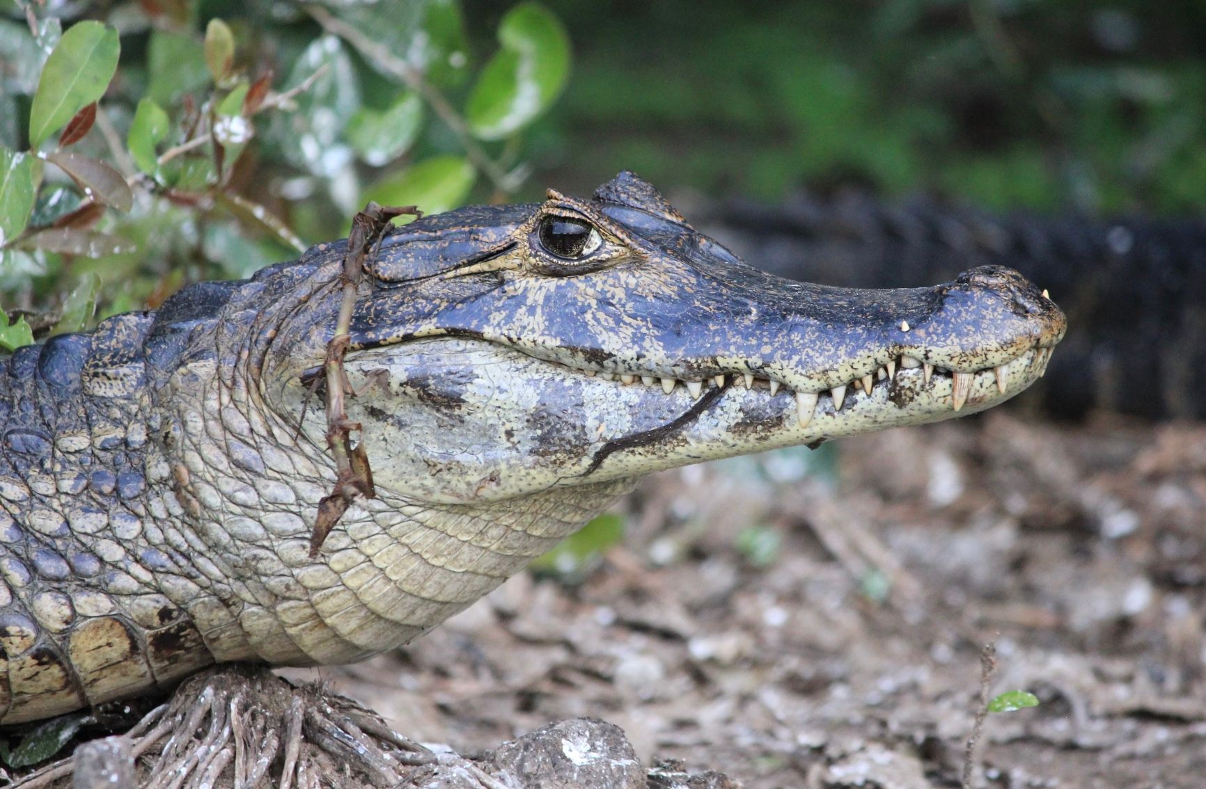Мужчину обвинили в нападении на аллигатора Мужчину обвинили в нападении на аллигатора