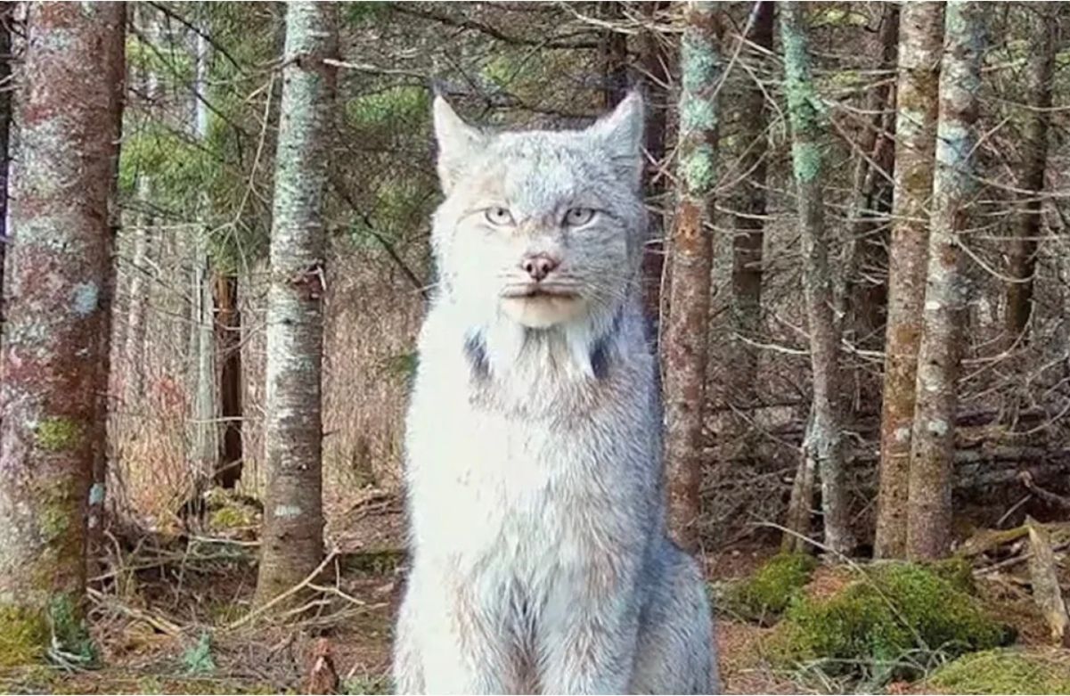 Канадська рись незворушно сиділа перед фотопасткою