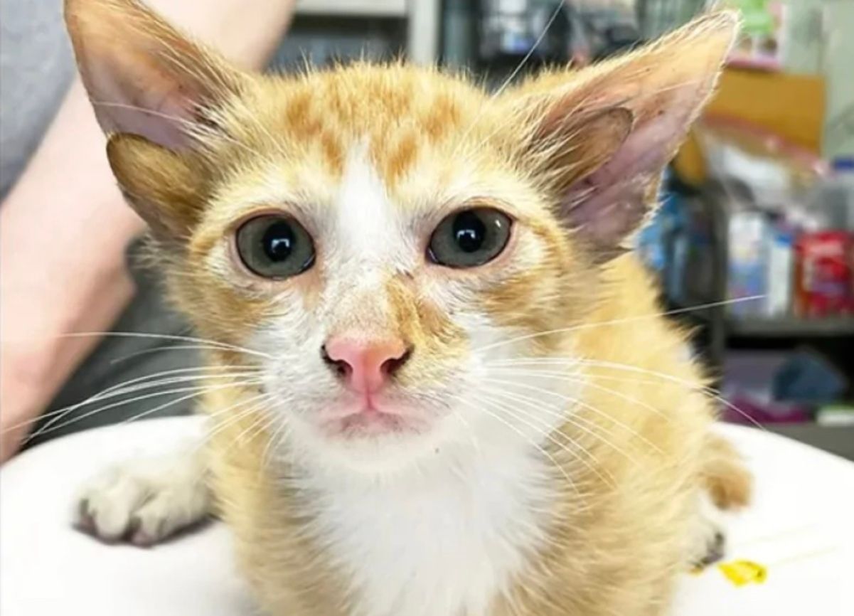 У котенка по имени Аудио четыре уха У котенка по имени Аудио четыре уха