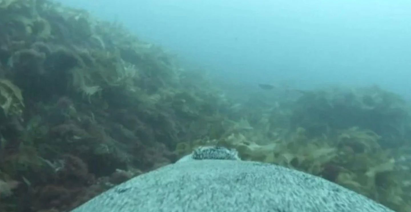 Учені показали, як це, покататися верхи на морському леві Учені показали, як це, покататися верхи на морському леві