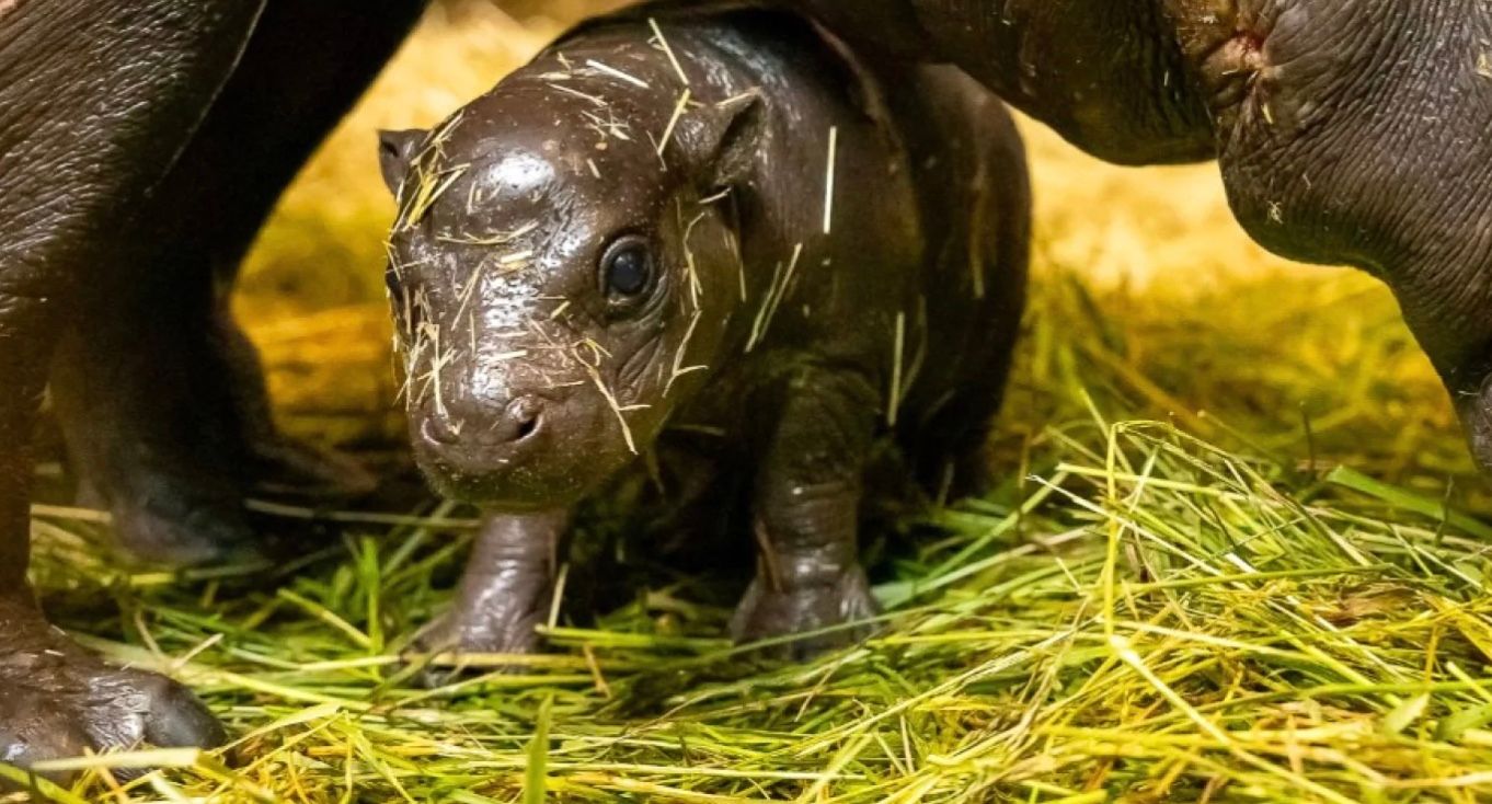 Дитинча бегемота Дитинча бегемота