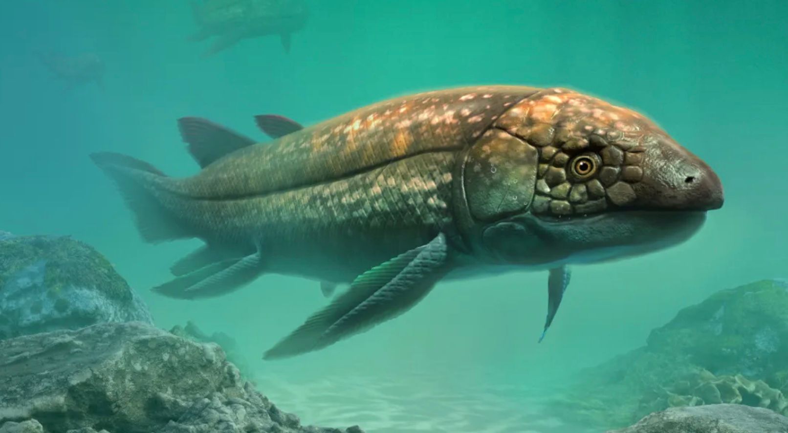 Вчені відкрили новий вид дивовижних риб Вчені відкрили новий вид дивовижних риб