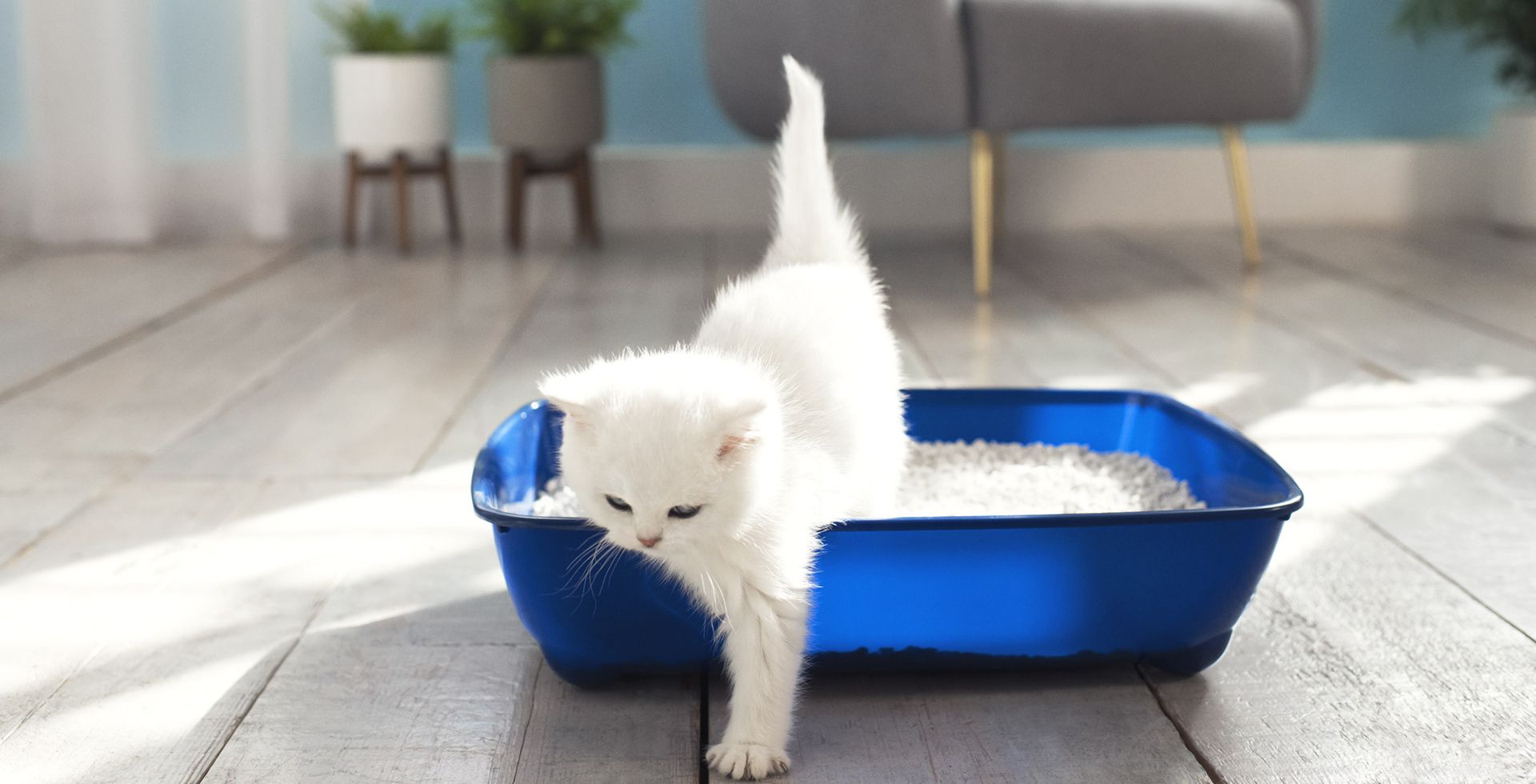 Який лоток для кота краще вибрати Який лоток для кота краще вибрати