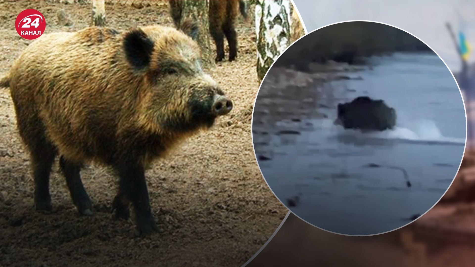 Дикий кабан переплыл Тису Дикий кабан переплыл Тису