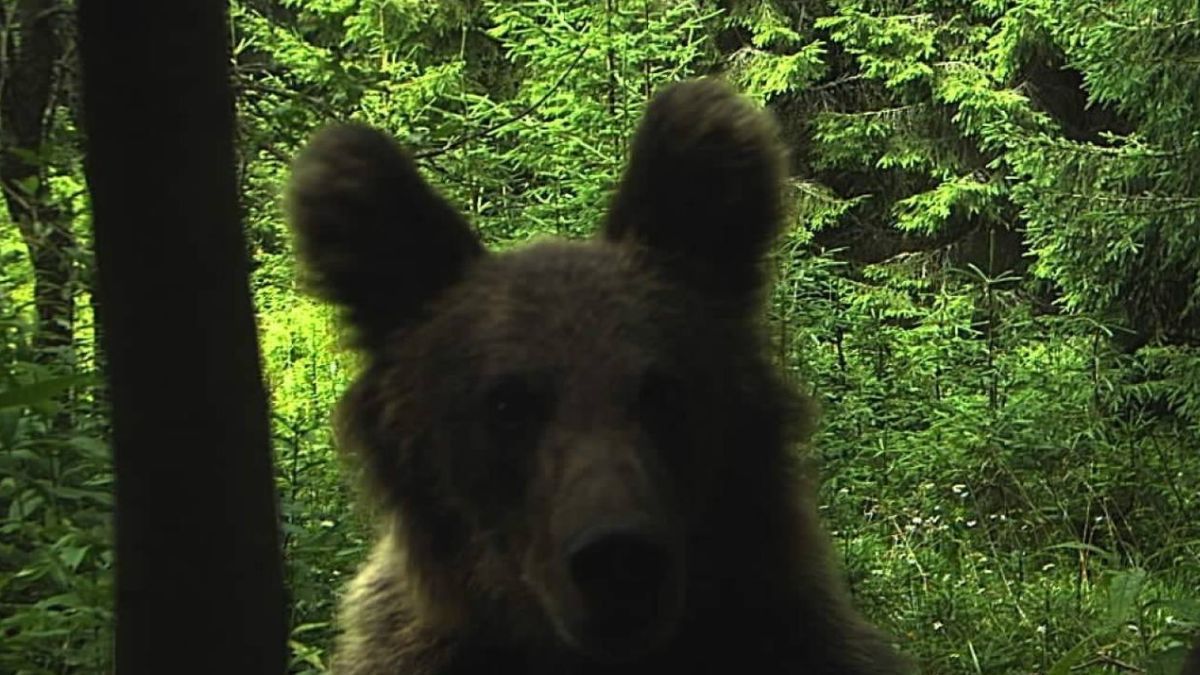 Потішив портретом: ведмідь "передав привіт" у камеру прикордонників - Pets Потішив портретом: ведмідь "передав привіт" у камеру прикордонників - Pets