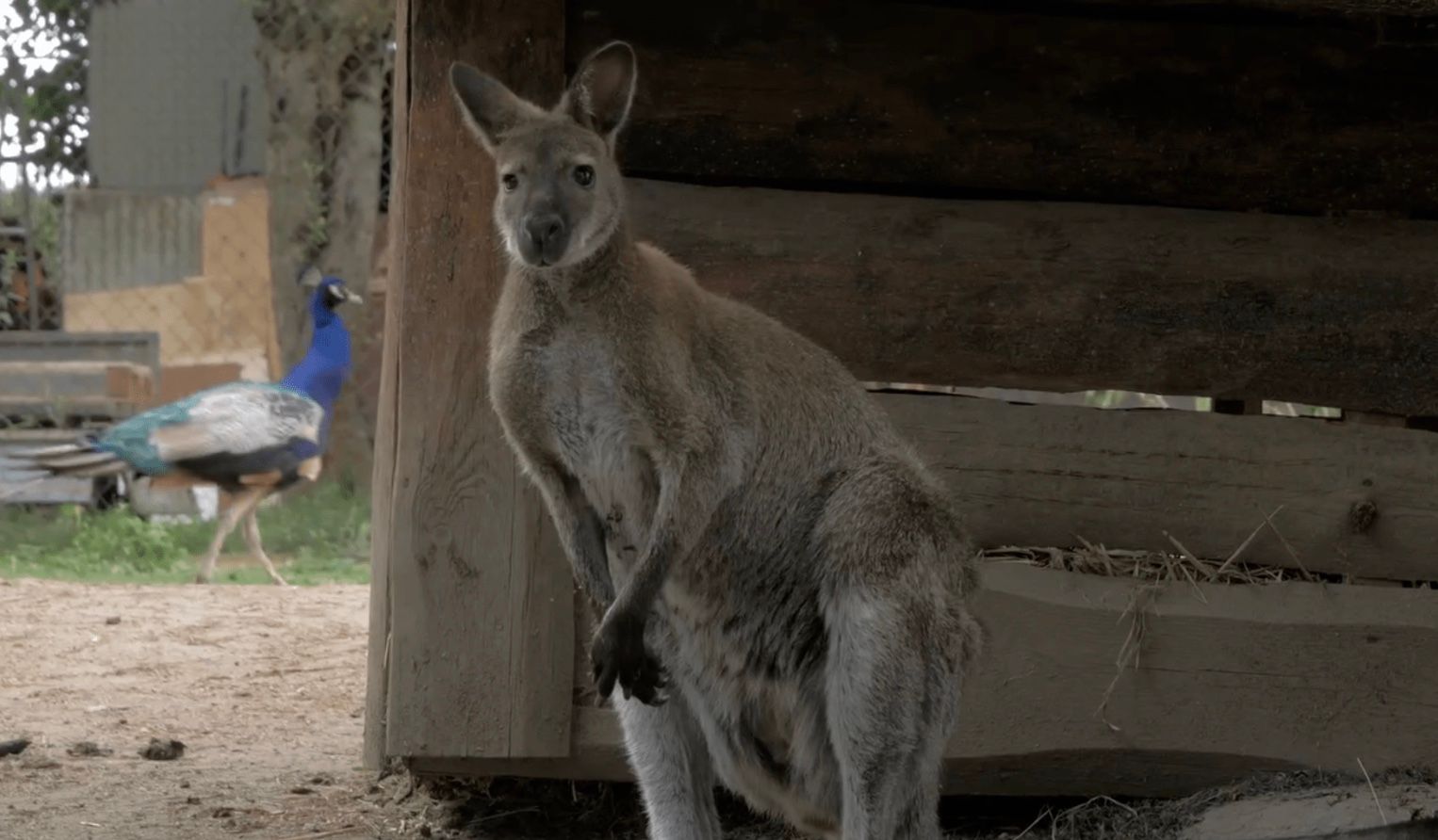 Два кенгуру втекли з в'язниці у чеському Нимбурку Два кенгуру втекли з в'язниці у чеському Нимбурку