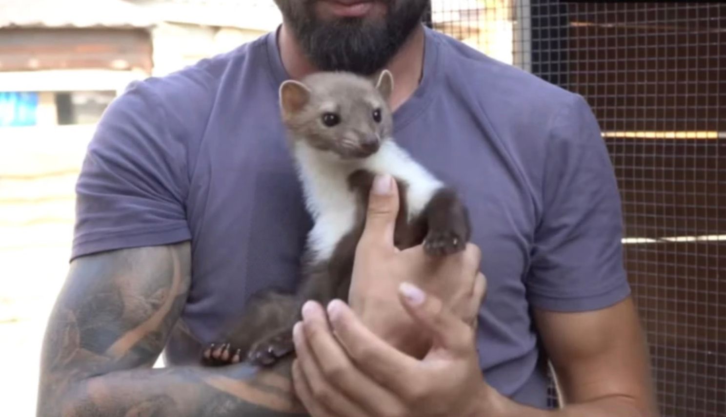 Как живет дикая куница Гризли Как живет дикая куница Гризли