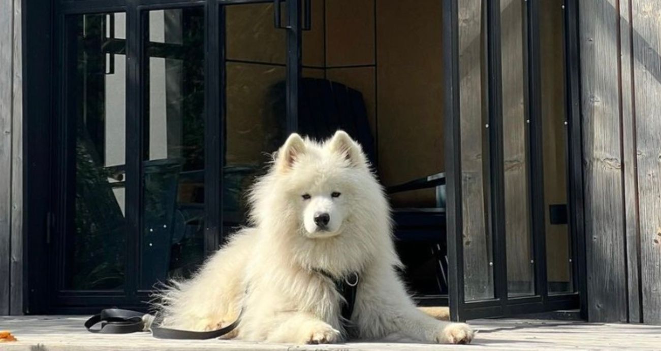 Пес Чівас Пес Чівас