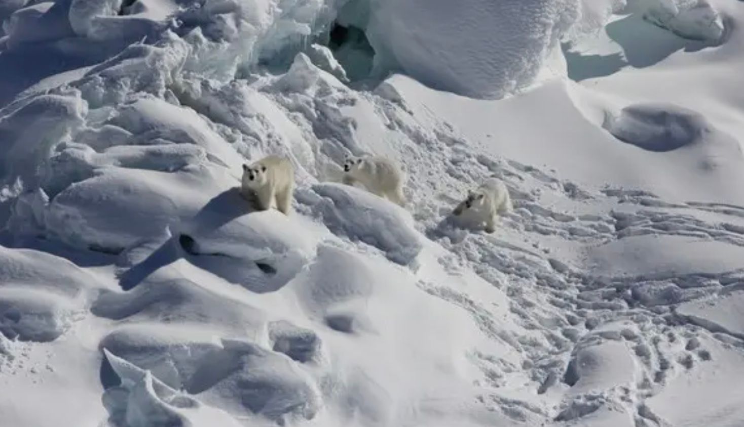 Белые медведи убили рабочего на канадском арктическом радаре Белые медведи убили рабочего на канадском арктическом радаре