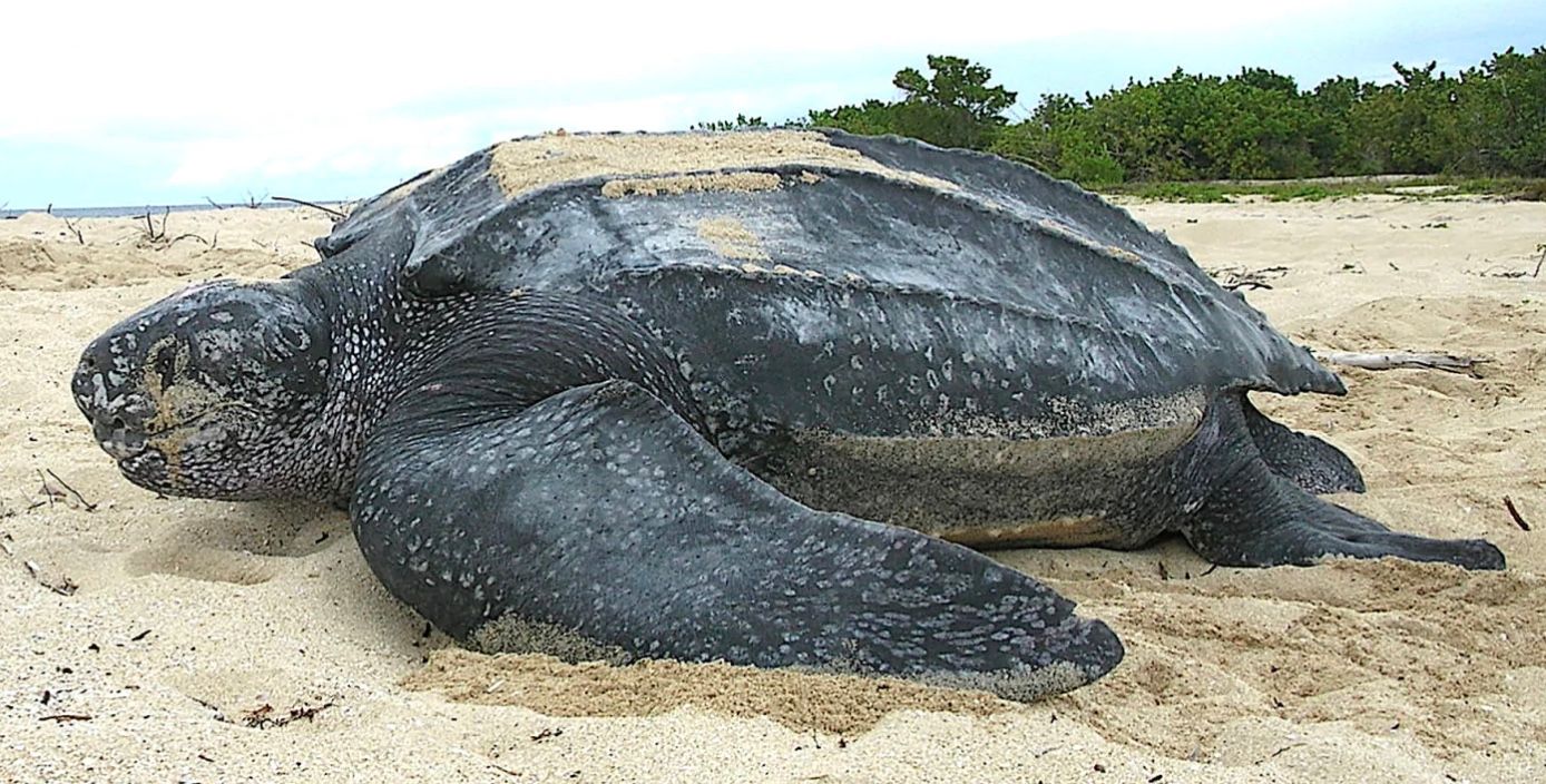 Шкіряста черепаха Шкіряста черепаха