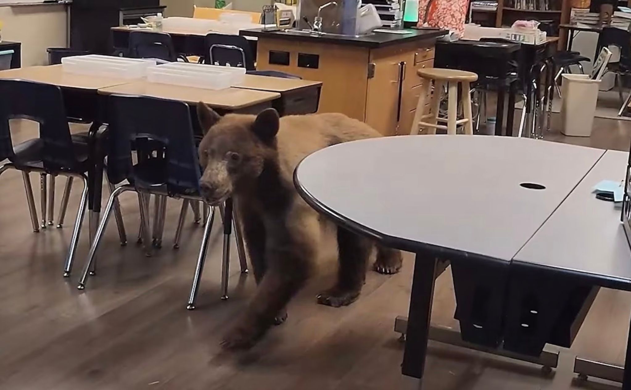 Під час перебування в приміщенні дика тварина поводила себе спокійно Під час перебування в приміщенні дика тварина поводила себе спокійно