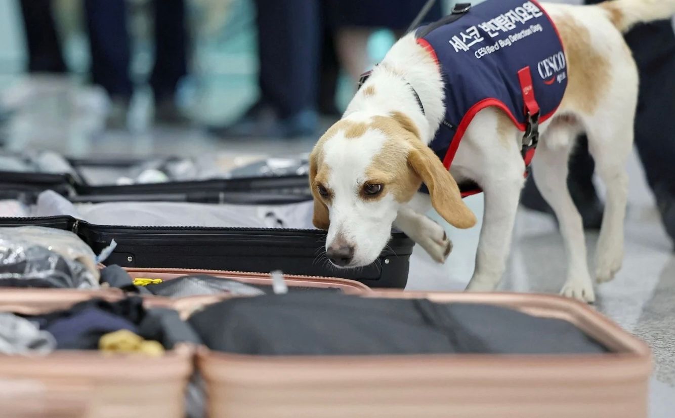 В Южной Корее собака вынюхивает клопов у спортсменов, возвращающихся с Олимпиады В Южной Корее собака вынюхивает клопов у спортсменов, возвращающихся с Олимпиады