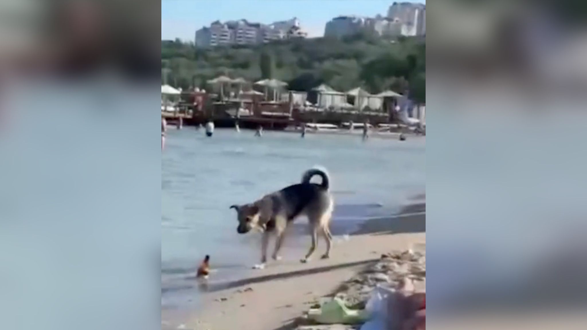 В Одессе на пляже собака украла пиво у людей В Одессе на пляже собака украла пиво у людей