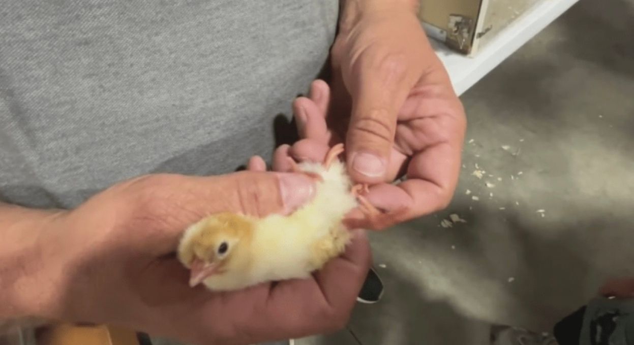 У фермера вилупилося курча з 4 лапами У фермера вилупилося курча з 4 лапами