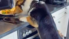 Четвероногие преступники: как смешно собаки украли еду из кухонной плиты