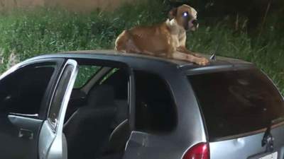 Собака сидела на крыше и никого не подпускала: парню вернули украденное авто с новым другом