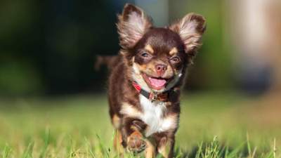 Крихітний пес щодня чекає на листоношу: відео зворушливої реакції чихуахуа