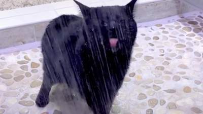 Сліпий кіт вимагає у господині, аби його щодня купали: відео звички чотирилапого