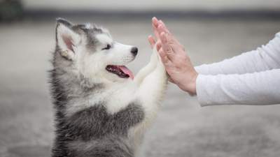 Як змінюються собаки від початку дружби й через багато років: щемливі фото
