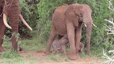 Трапляється вкрай рідко: у Кенії народилися унікальні слоненята-близнюки