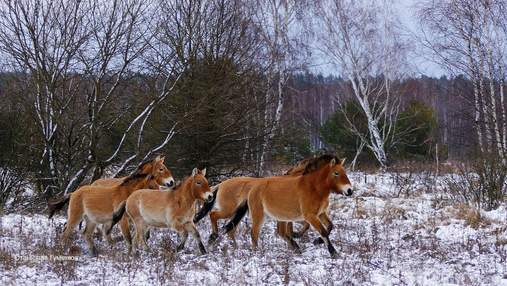 Рідкісних коней Пржевальського помітили взимку у Чорнобильській зоні: фото