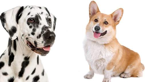 Вчені визначили найкрасивішу породу собак за допомогою золотого перетину: хто переміг
