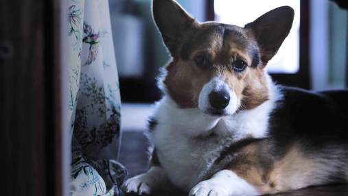 Любимцы королевы и не только: 6 интересных фактов о собаках породы корги