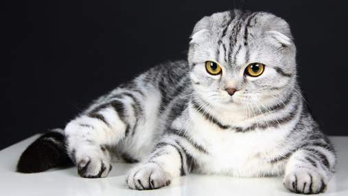 10 порід кішок, за якими дуже складно доглядати