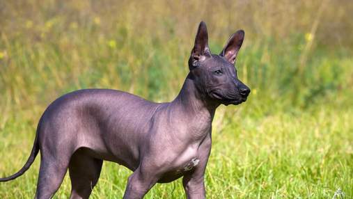 Цікаві факти про шолоїцквінтлі – найстарішу породу собак у світі