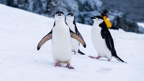 Всесвітній день пінгвінів: кумедні фото від українських дослідників Антарктиди