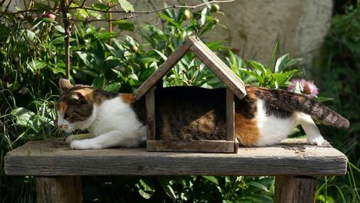 Забавно: 5 способов издеваться над людьми, которые используют коты Забавно: 5 способов издеваться над людьми, которые используют коты