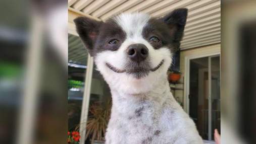 Собака, який завжди посміхається: фото позитивного чотирилапого