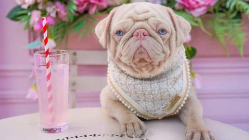 Шерсть с розовым оттенком и голубые глаза: фото мопса, покорившего соцсети