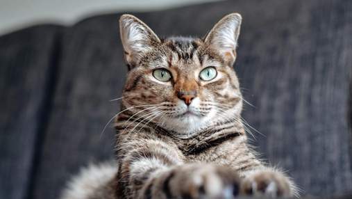 Кошачья философия: почему животное ставит лапу на руку хозяина