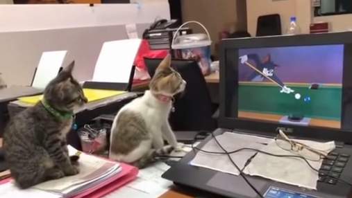 Котята внимательно смотрели мультсериал "Том и Джерри": забавное видео