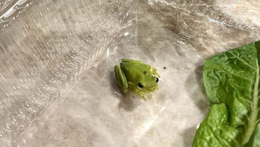 Зелене чудо: чоловік знайшов живе жабеня у коробці з салатом