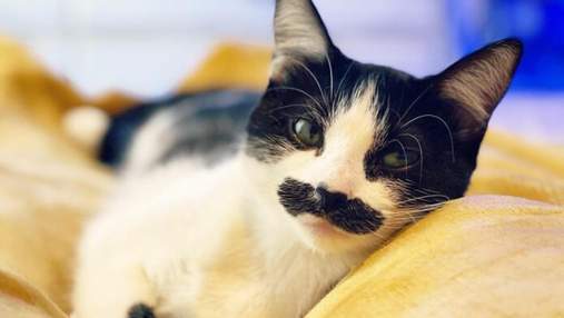 Кішка народилася з унікальними "вусами" й стала зіркою соцмереж