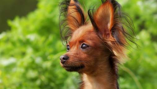 Карликовий пес та надійний пастух: у США визнали 2 нові породи собак