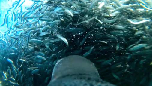 Безумная охота: пингвин снял видео, как добывает еду под водой