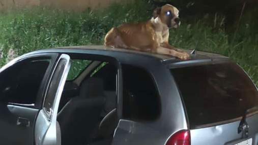 Собака сидів на даху й нікого не підпускав: хлопцю повернули вкрадене авто з новим другом