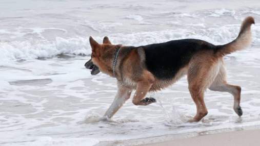 Понад 11 годин у воді: собака врятувала господаря, коли їх човен потонув