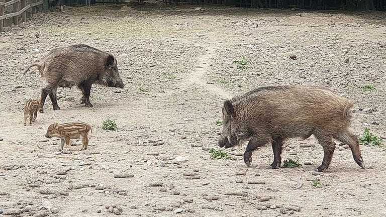 Кабаньи какульки фото